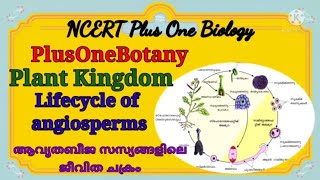 NCERT PLUS ONE BIOLOGY 1 BOTANY Plant Kingdom Life Cycle of Angiosperms A Concise Explanation [upl. by Pretrice]