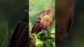 Hoatzin  Weirdest Bird in the World bird nature [upl. by Leak]