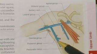 AXILLARY LYMPH NODESNOTESBDCHAURASIAUPPER LIMB ANATOMY [upl. by Elsbeth]