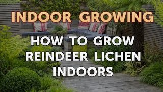 How to Grow Reindeer Lichen Indoors [upl. by Alisa]