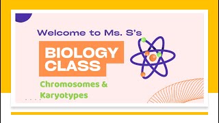 Chromosomes amp Karyotypes [upl. by Eenattirb901]