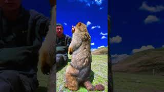 Cute Wild animal bobak marmot or prairie dog 430 [upl. by Benita]