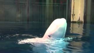 Beluga whales sound treats autistic children [upl. by Heigl]