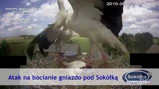 Atak na bocianie gniazdo pod Sokółką [upl. by Jae]