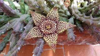 Stapelia variegata Orbea [upl. by Anilac]