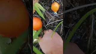 Picking puffball mushrooms is super easy The Mushroom Era asmr wildmushrooms [upl. by Slyke]