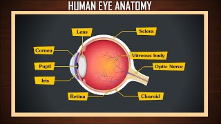 Human eye anatomy  eye structure and function  Parts of the eye  eye parts and functions [upl. by Neimad]