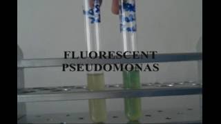 Pseudomonas [upl. by Gracye]