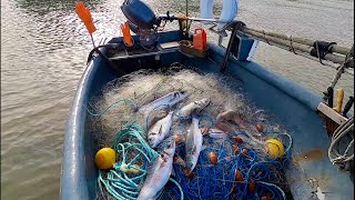 Commercial Gill Netting From a Tiny Boat  A Day of Bigger Fish [upl. by Ahsemad144]