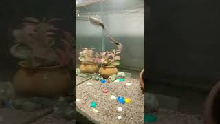 Emergency in fish tank 🤯 aquariumpets guppy fish [upl. by Laemaj]