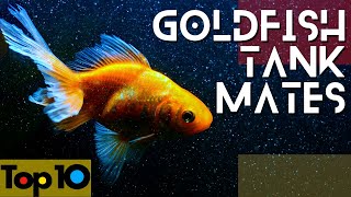 Goldfish Friendly Tank Mates  Our Top 10 Choices [upl. by Anoyek962]