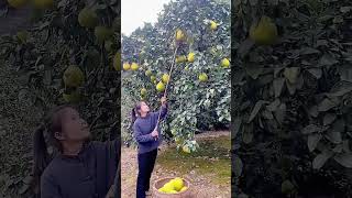 Portable grapefruit picking tool Good tools and machinery can increase work efficiency [upl. by Deehahs]