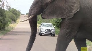 Large Angry Elephant Road Block In Kruger Park [upl. by Wehttam]