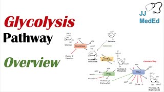 Glycolysis Pathway  Enzymes Regulation and Products [upl. by Meill5]