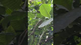 Leaves and fruits of Gardenia latifolia [upl. by Godspeed]