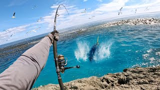 Catching Giant Fish in Feeding Frenzy Hectic Footage [upl. by Ilrahs]