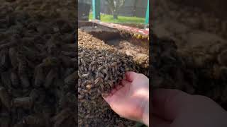 Attacked bees Aggressively OH MY God😱 Bee Colony honeybee queen colony trending shorts veiws [upl. by Shriver]