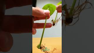 Pilea leaf propagation mystery solved [upl. by Milinda117]