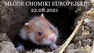 Młode chomiki europejskie HD [upl. by Anama]