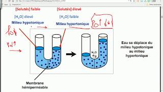 OSMOSE  HYPERTONIQUE  HYPOTONIQUE  gradient de concentration  PARTIE 6 [upl. by Marissa]