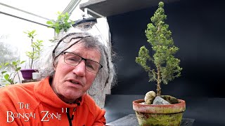 Pruning My Alberta Spruce The Bonsai Zone April 2024 [upl. by Radburn870]