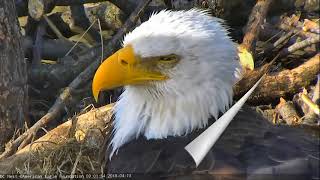 AEF DC Eagle Cam 41818 Week in Review April 8  14 2018 [upl. by Grantley]