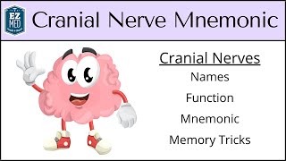 Cranial Nerves MADE EASY Mnemonic amp Tricks for their Names amp Function [upl. by Eliath962]