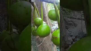 Edible ficus variegata wild fruit forest nature ants shorts video foryou dipalotv5110 [upl. by Stefania]