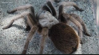 Watch out Its tarantula mating season in the desert [upl. by Haase430]