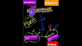 HormoneSensitive Lipase 3 Key Features DrAJGhalayini [upl. by Annuahsal]