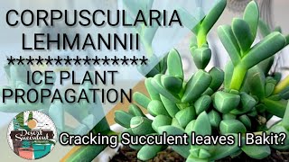 65100 Ice Plant Succulent  Corpuscularia Lehmannii • Why Succulent leaves crack [upl. by Nelly]