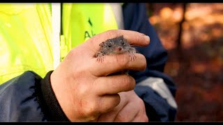 Alcoa Australias fauna monitoring program shows positive results on species richness [upl. by Bergmann241]