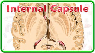 Internal Capsule Gross Anatomy Animation  Divisions Functions and Clinical anatomy  USMLE Step 1 [upl. by Sullivan]