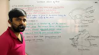 vertebral column part4  vertebral column of avesbirds  osteology  MS studies [upl. by Cobb]