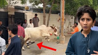 Bakra Eid Day 1st 🥺Cow Qurbani ke Waqt Bhag Gai😳 [upl. by Enois686]