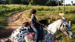 Tocando os cavalos para o cercado Montando o Flocos [upl. by Ashelman]