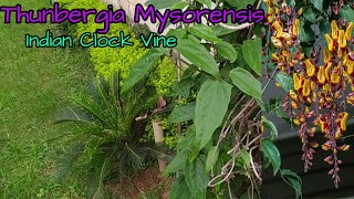 Thunbergia mysorensis Indian Clock Vine propagation with Village garden Overview [upl. by Anihpesoj]