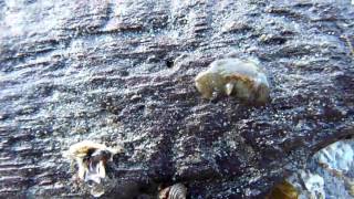 Intertidal Flatworms [upl. by Elak615]