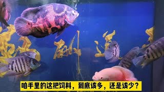 疫情期间，只能给地图鱼喂饲料了，为什么还要在原有基础上加量？ [upl. by Selimah972]