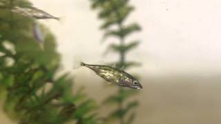 Threespined stickleback using its spine [upl. by Areema]