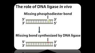 Function of DNA Ligase in Recombinant DNA technology [upl. by Wallache299]