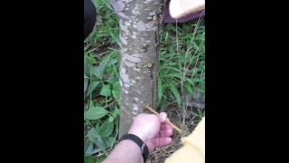 Inoculating Agarwood 2 [upl. by Prudence]