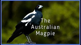 The Australian Magpie [upl. by Ikoek813]