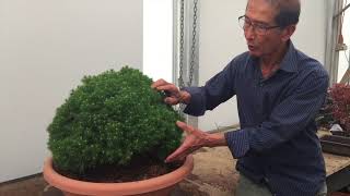 How to create a Bonsai from Raw Material [upl. by Eimaraj]