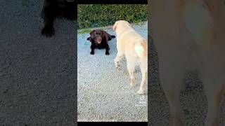 Fuga da un agguato 😅😂 canidivertenti labrador dog divertente pets [upl. by Nimrac96]