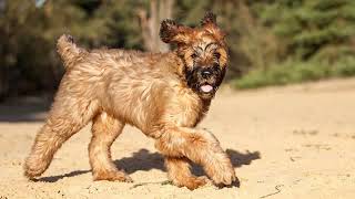 Briard  large dog breed [upl. by Ayiram]