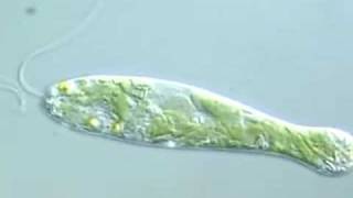 Flexible Movement in Euglena 2 [upl. by Yelkao]