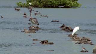 The Great Salt Pond  Documentary Preview [upl. by Shanks]