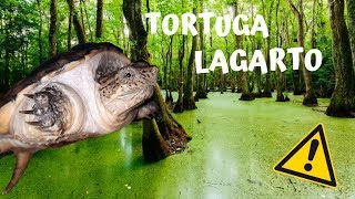 mi nueva tortuga LAGARTO [upl. by Rialc]