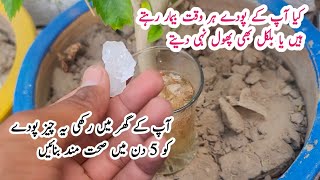 Best homemade orgenic fertilizer for flowers plants  Organic fertilizer  fungicide [upl. by Irra427]